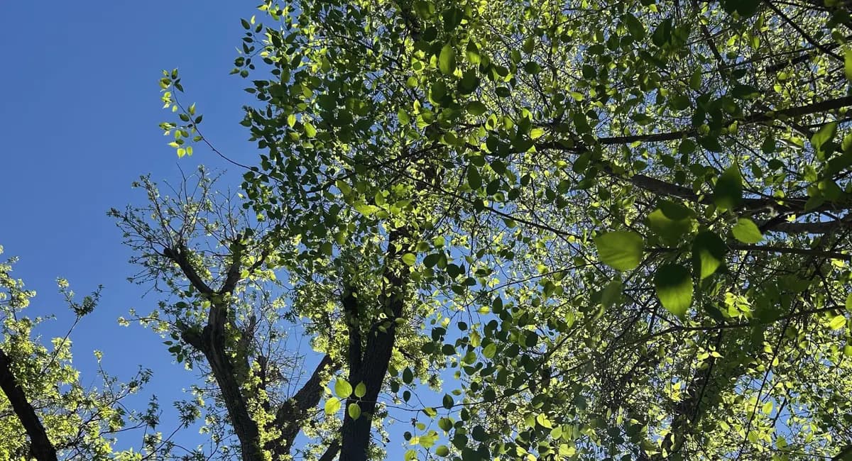 Hojas verdes vistas hacia el cielo